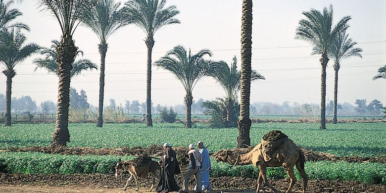 Faktor Yang Mendukung Pertanian Di Mesir