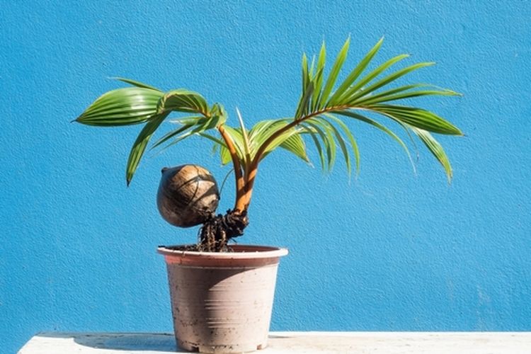 Bonsai tanaman kelapa