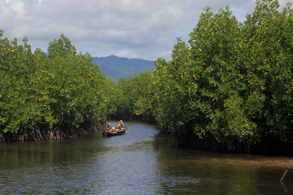 Hutan mangrove di Desa Torosiaje yang dikelola masyarakat tumbuh lestari. Kawasan ini diusulkan Pemerinrah Provinsi Sebagai Kawasan Ekosistem Esensial