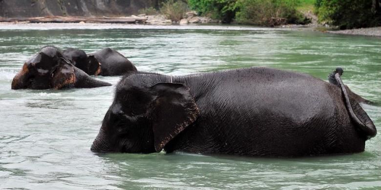 Gajah-gajah saat mandi di Sungai Sei Batang Serangan, Tangkahan, Sumut, Sabtu (8/9/2012). Tangkahan menyajikan pesona wisata alam yang luar biasa termasuk wisata gajah dan sungai.

