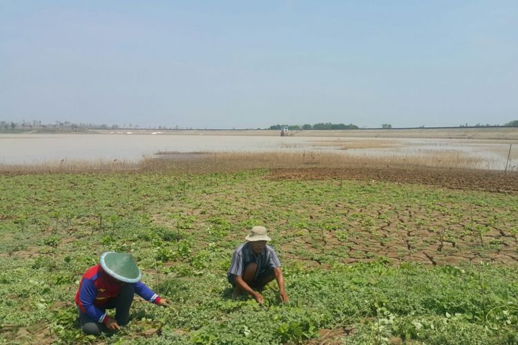 Para petani memanfaatkan lahan untuk menanam palawija menyusul mulai mengeringnya Waduk Dawuhan, Desa Sidomulyo, Kecamatan Wonoasri, Kabupaten Madiun.