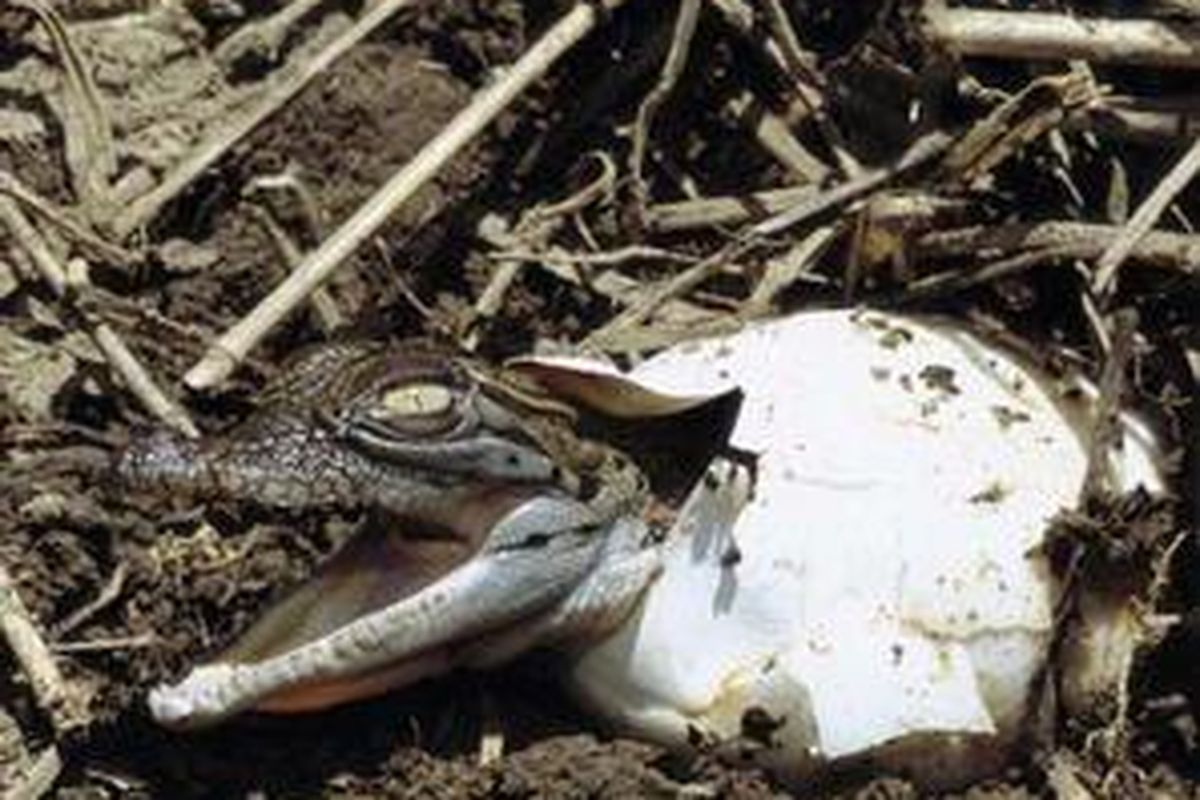 Ilustrasi: Anak buaya yang baru memecahkan telur.