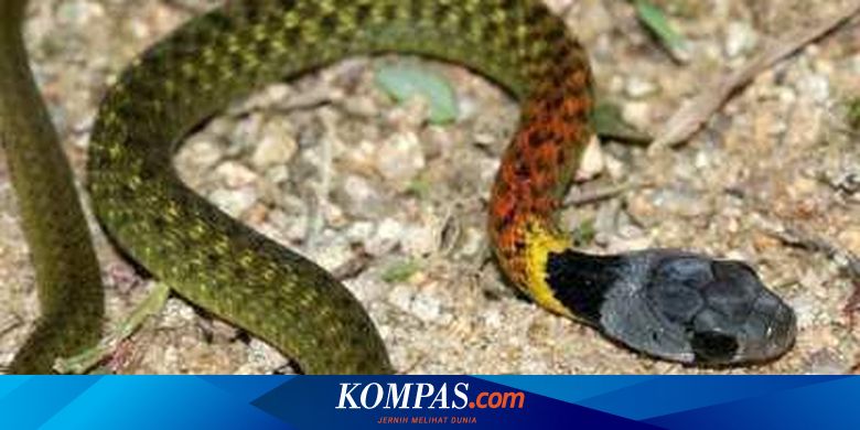 Ular ozlarining teshiklarini har xil yollar bilan chozadilar porno