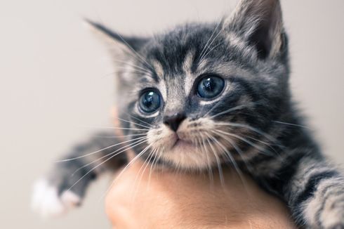 3 Cara Mengajari Anak Kucing Buang Air di Kotak Pasir