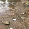 LIPI: Bulus yang Ditemukan di Sungai Ciliwung Bukan Hewan Langka