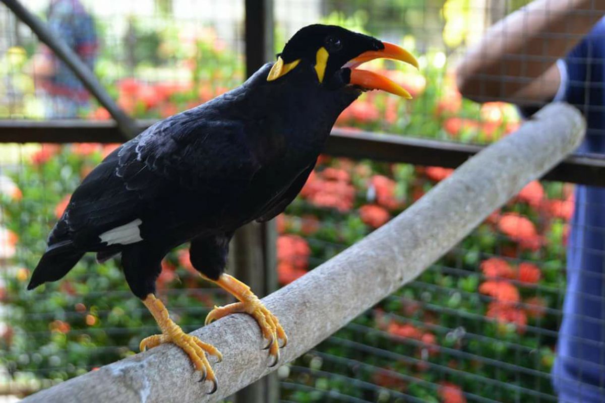 Museum Pusaka Nias (MPN) berusaha melestarikan Burung Beo Nias atau Magiao atau Gracula religiosa robusta atau Gracula robusta, di salah satu sangkar milik MPN, yang kini selalu di kunjungi para pengunjung, kamis (13/9/2018).