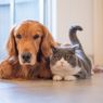7 Ras Anjing yang Bisa Akur dengan Kucing