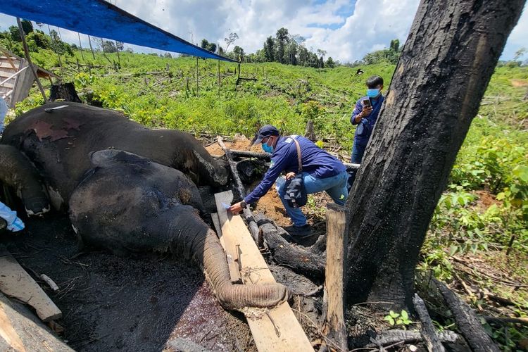 Gajah dan Harimau Sumatera Mati di Bengkulu, Pemerintah Didesak Cabut Izin Perusahaan Perusak Hutan