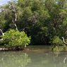 Kabar Baik untuk Bumi, Hutan Mangrove Dunia Mulai Pulih Kembali