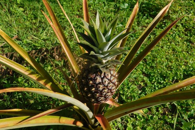 Ilustrasi tanaman nanas, pohon nanas. 