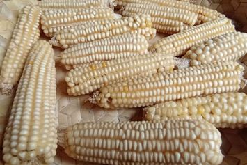 Cerita dari Ladang Jagung, Ketahanan Pangan dari Timor Tengah Selatan