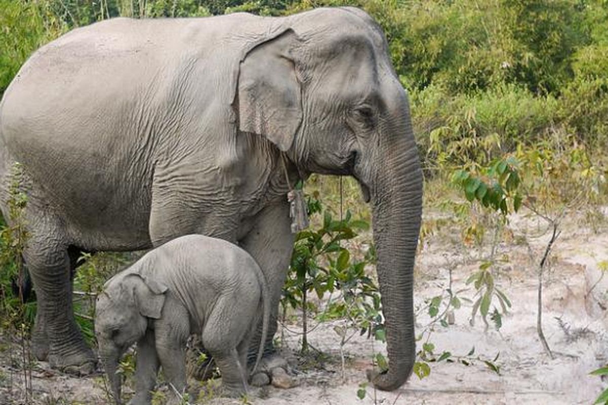 Gajah Asia berukuran lebih kecil dibanding gajah Afrika.