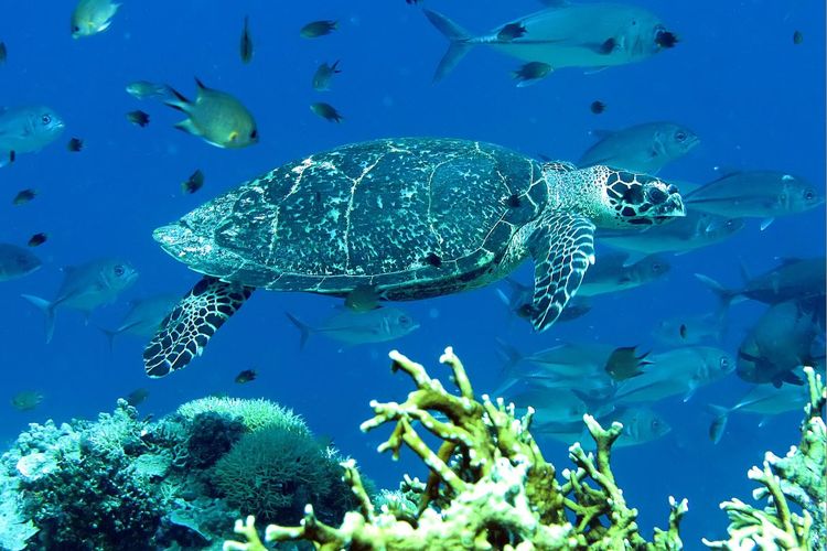 Foto penyu yang berenang di dalam perairan Taman Nasional Teluk Cendrawasih.