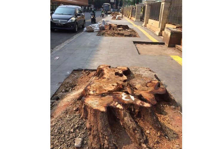 Sebuah foto yang menunjukkan bekas pohon ditebang di lokasi revitalisasi trotoar di Jalan Cikini Raya, Jakarta Pusat, viral di media sosial.