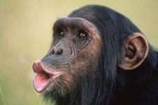 Terungkap, Inilah yang Membuat Kita Berbeda dengan Simpanse