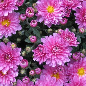 Ilustrasi bunga krisan atau Chrysanthemum berwarna ungu.