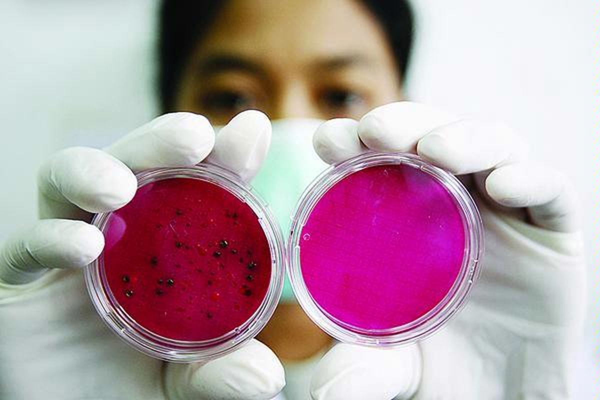 Petugas laboratorium menunjukkan coli form yang berisi koloni bakteri hasil penyaringan dengan proses laminar flow (kiri) dan coli form yang sudah bersih dari bakteri (kanan) dari sampel air baku di ruang laboratorium instalasi pengolahan air Palyja, Jakarta, Jumat (5/3). Proses penyaringan mikrobiologi dilakukan untuk mengetahui kadar bakteri dalam air baku.