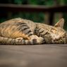Kucing Cacingan? Atasi dengan Obat Cacing Ini