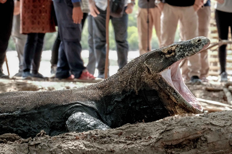 Komodo di Pulau Komodo