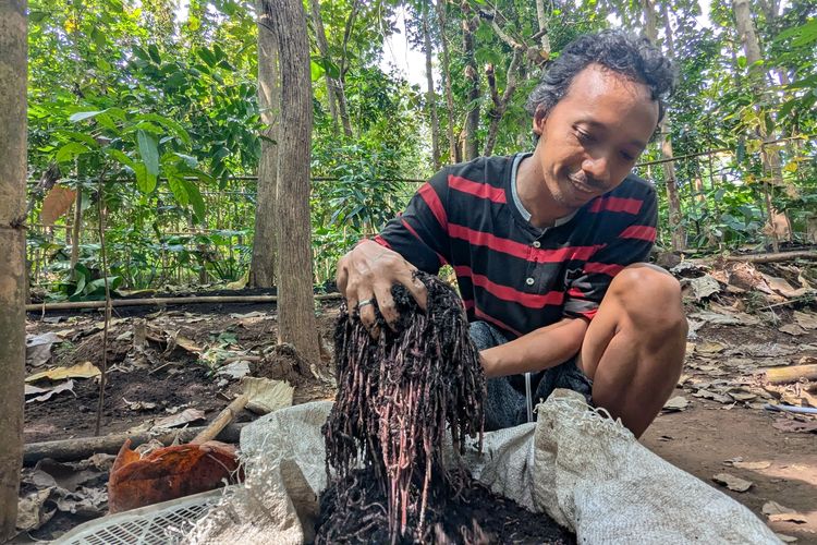 TERNAK CACING—Aji Mahmud menunjukkan panen ternak cacing tanah yang dibudidayakan di pekarangan rumahnya di di Desa Bolo, Kecamatan Kare, Kabupaten Madiun, Jawa Timur.