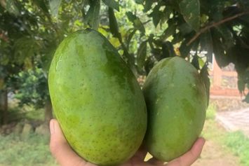 Menanam dari Biji, Memanen Kebahagiaan Bersama Keluarga