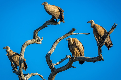 Burung Nasar Tempuh Perjalanan hingga 1.200 Km dalam Seminggu