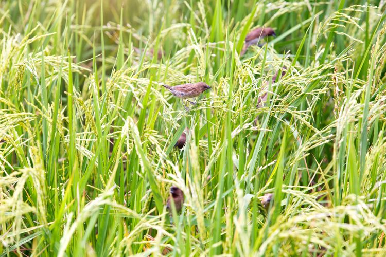 Hama burung pada tanaman padi