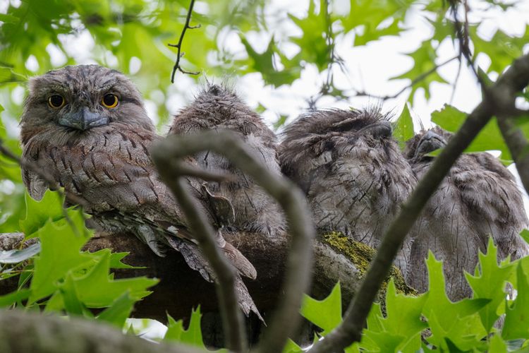 Frogmouth Jadi Burung Paling Instagrammable Menurut Sains Apa Alasannya Halaman All Kompas Com