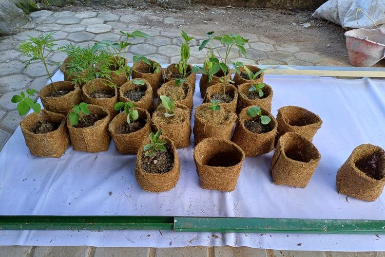 Dosen IPB Perkenalkan Cara Manfaatkan Jerami Padi Jadi Bio-pot Bernilai Ekonomi