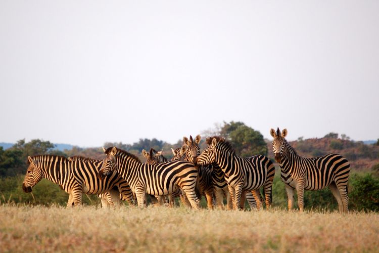 Kawanan zebra di Tuli Wilderness, Botswana, Afrika, satu dari 25 destinasi terbaik rekomendasi National Geographic untuk 2023.