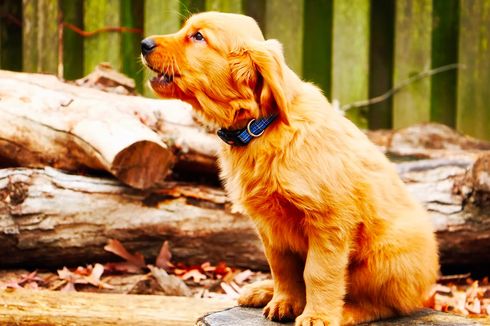 Cara Menghentikan Gonggongan Anjing Tanpa Berteriak