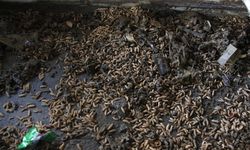 ITB Kembangkan Pepton dari Maggot untuk Kurangi Ketergantungan Impor