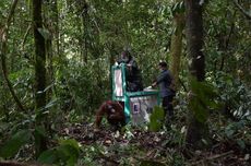 Selesai Rehabilitasi, 5 Orangutan Dilepasliarkan di Hutan Kalimantan Tengah