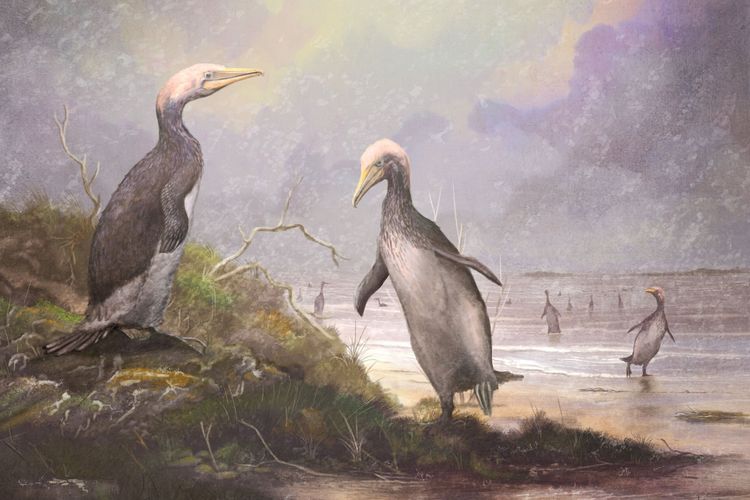 Ilustrasi Plotopterid seperti Copepteryx, burung ini tampak sangat mirip penguin raksana kuno.