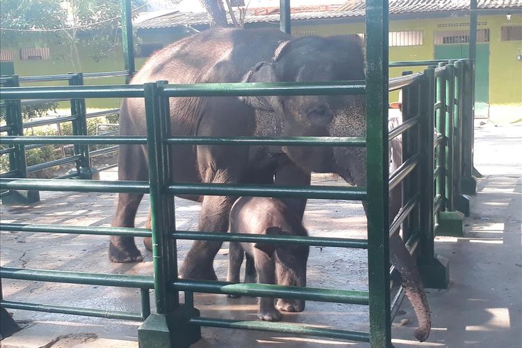 Bayi gajah Sumatera yang oleh Wali Kota Surabaya Tri Rismaharini diberi nama Dumbo didampingi indukan gajah betina yang bernama Lembang (47) berada di wahana Kebun Binatang Surabaya (KBS), Selasa (30/7/2019).