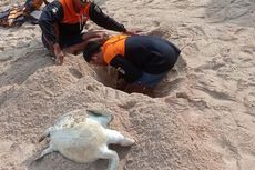 2 Ekor Penyu Ditemukan Mati di Pantai Gunungkidul