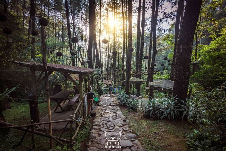 Hutan pinus di kawasan Curug Cilember, Bogor