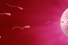 Ilmuwan Ciptakan Sel Sperma dari Kulit Manusia