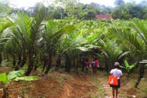 Agrowisata Salak Segera Hadir di Tanjung Lesung