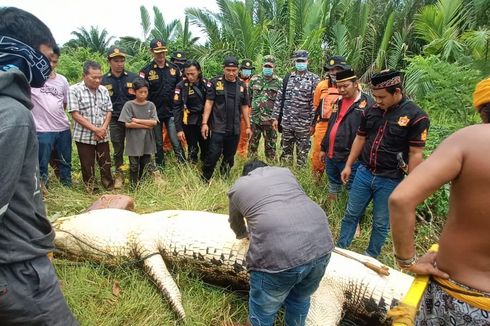 Bocah 8 Tahun Tewas Diterkam Buaya, Jasadnya Ditemukan Utuh, Ini Kronologinya