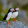 5 Fakta Unik Burung Puffin, Bisa Berenang dan Setia pada Pasangannya