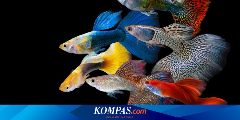 Selain Cupang Berikut Jenis Ikan Hias Yang Sedang Naik Daun Halaman All Kompas Com