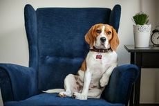 7 Cara Mencegah Anjing Merusak Sofa Saat Ditinggal Sendirian di Rumah