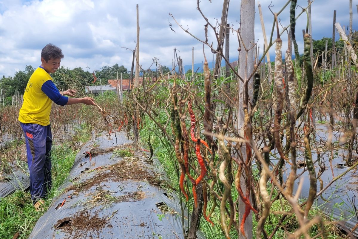 Cuaca Ekstrem di Banyumas, Risun Cuma Panen 2 Kg Cabai dari 1 Hektar Lahan