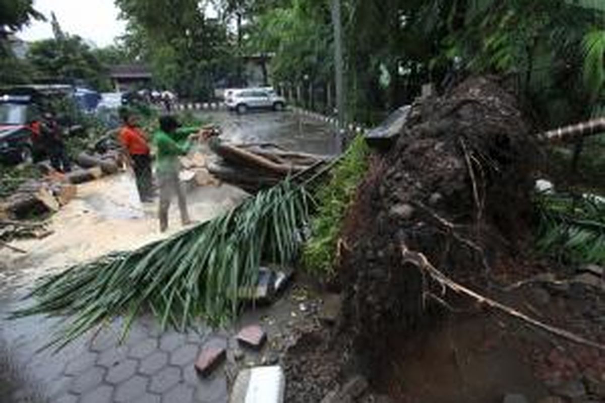 Petugas dari Dinas Pertamanan DKI Jakarta memotong pohon yang tumbang di halaman Kantor Kecamatan Setiabudi, Jakarta Pusat, Jumat (28/11/2014). Hujan deras disertai angin kencang juga mengakibatkan jalanan di Setiabudi Barat terendam banjir. KOMPAS/LUCKY PRANSISKA
