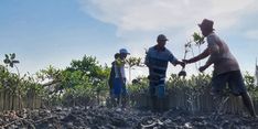 Lewat M4CR di Sumut, BRGM Percepat Pelaksanaan Rehabilitasi 6.078 Hektar Mangrove 