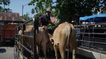 Stok Hewan Kurban di Padang Pariaman Aman Jelang Idul Adha 2026, Kasus PMK Menurun