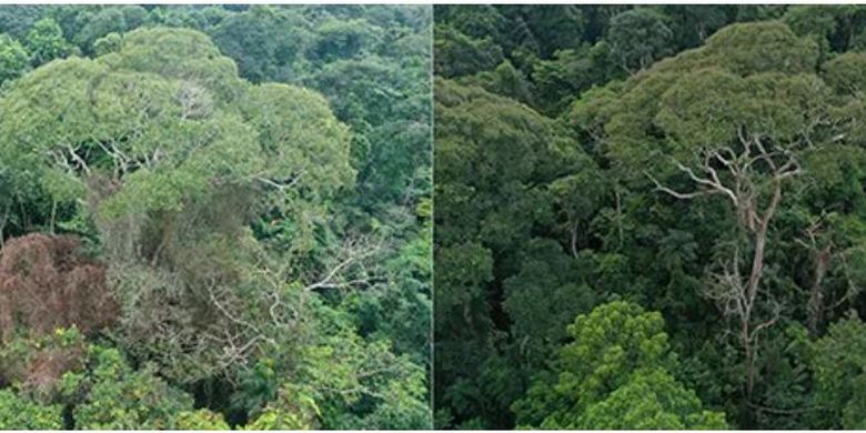 Pohon D. oleifera, setelah sambaran petir tahun 2019 (kiri) dan dua tahun kemudian (kanan). Petir tersebut secara efektif memangkas tanaman merambat parasit dan membunuh pohon pesaing, yang pada akhirnya menguntungkan pohon yang tersambar petir.
