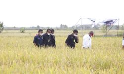 Mentan Kunker ke Papua, Staf Khusus Presiden: Bukti Negara Bangun Pertanian Merata