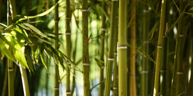 Kenapa Bambu Disebut Tanaman Dengan Pertumbuhan Paling Cepat
